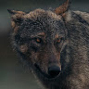 Meet your Posher, Garrett